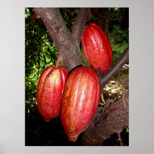 Hawaianska kakaopoder poster