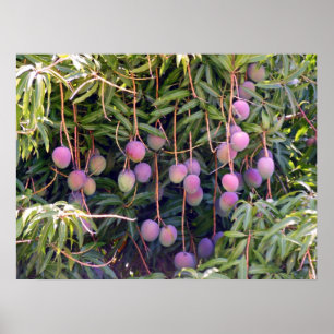 Hawaianska mango poster