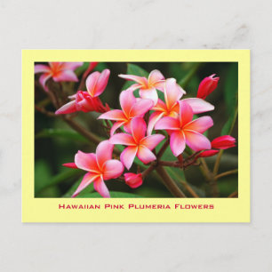 Hawaianska rosa Plumeriablommor, Maui Vykort