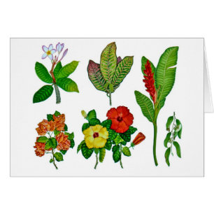 Hawaianska tropiska Botanicals Hälsningskort