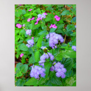 Hawaianska vildblommor poster