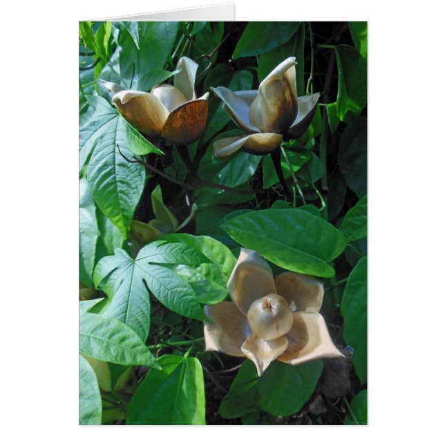 Hawaianska Woodrose Hälsningskort (Framsidan)