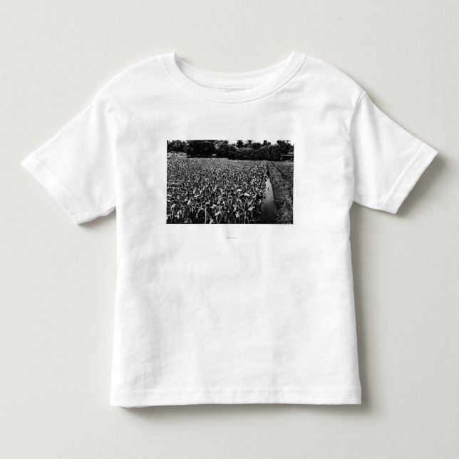 Hawaianskt IslandsTaro fält PhotographHawaii T Shirt (Framsida)