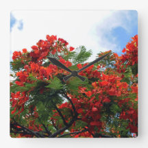 Hawaianskt kungligt Poinciana blommarträd