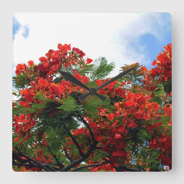 Hawaianskt kungligt Poinciana blommarträd Fyrkantig Klocka (Framsida)