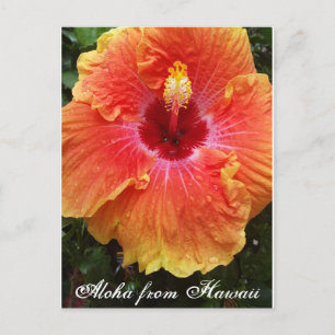 Hawaii, aloha, hibiscus, blomma vykort