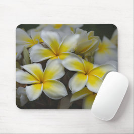 Hawaii Beauty: Captivating Plumeria Photography Musmatta