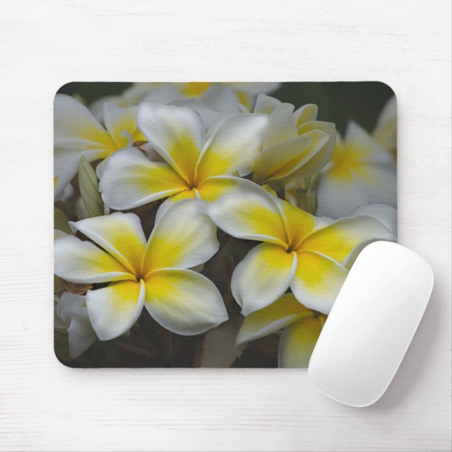 Hawaii Beauty: Captivating Plumeria Photography Musmatta (Med mus)
