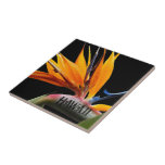 Hawaii Bird of Paradise Plant Bloom Kakelplatta<br><div class="desc">Tropical Hawaii,  ett keramiskt mönster med en fotografisk bild av orangens blomma från Paradise Plant,  även känd som Crane Flower och med svart bakgrund. En fantastisk blommigt! Gör en underbar resesuvenir-gåva! Markera din ruta storlek.</div>