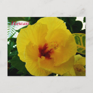 Hawaii Blomma Gul Hibiskus Vykort