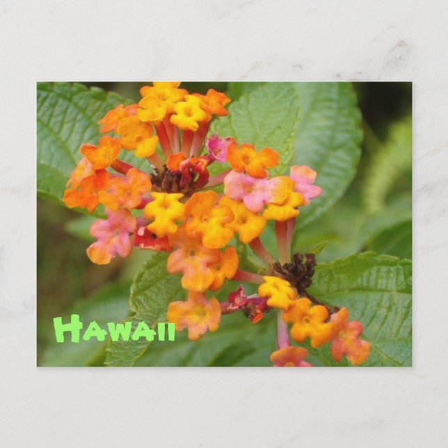 Hawaii blomma vykort (Framsida)