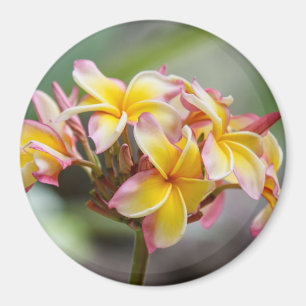 Hawaii blommar gul rosa Plumeria magneten Magnet