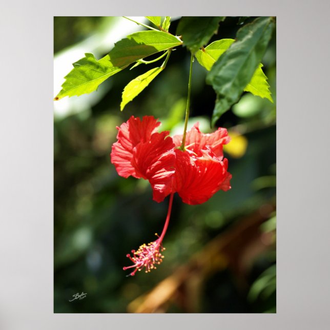 Hawaii botanicals 9b poster (Framsidan)