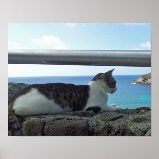 Hawaii Cat Poster (Framsidan)