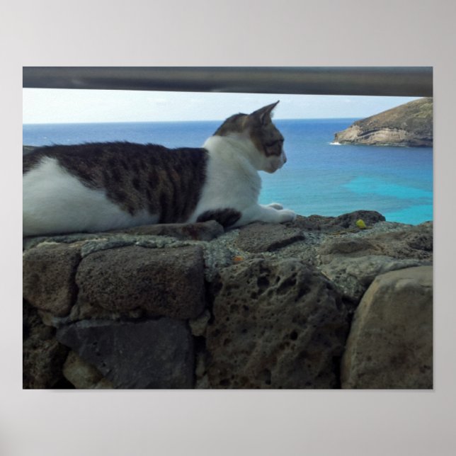Hawaii Cat Poster (Framsidan)