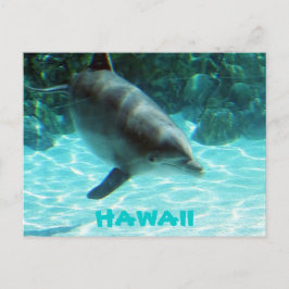 Hawaii Dolphin Vykort