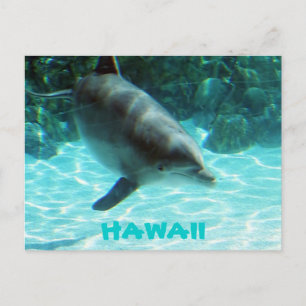 Hawaii Dolphin Vykort