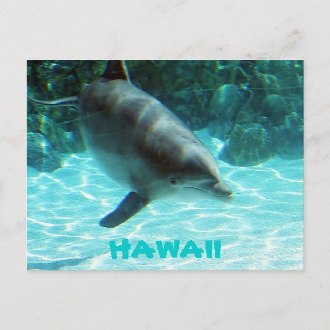 Hawaii Dolphin Vykort (Framsida)