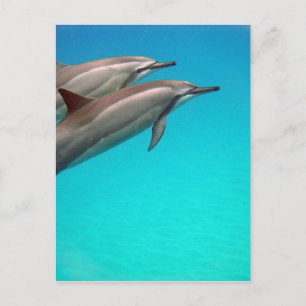 Hawaii Dolphins Vykort