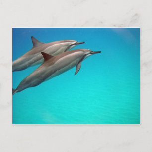 Hawaii Dolphins Vykort