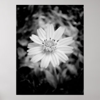 Hawaii Flower B&W Poster