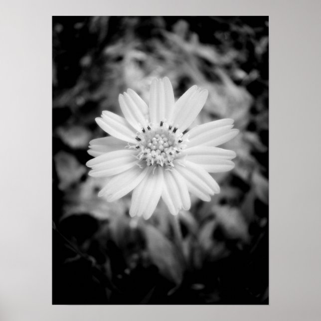 Hawaii Flower B&W Poster (Framsidan)