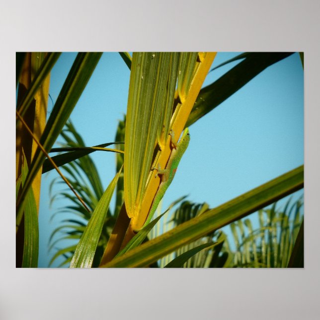 Hawaii gecko handflatan träd poster (Framsidan)