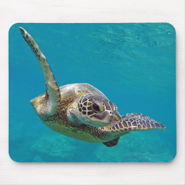 Hawaii grön havssköldpadda - Honu Musmatta (Framsidan)