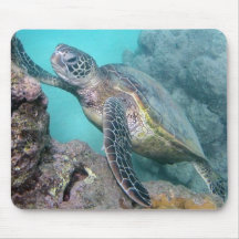 Hawaii grön havssköldpadda