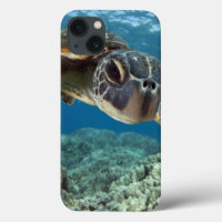 Hawaii Grönt Sea Turtle