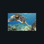 Hawaii Grönt Sea Turtle Canvastryck<br><div class="desc">En hawaiisk grönhavssköldpadda utreder hans reflektion i min kuppsport. © och ® Bigstock® - Med förbehåll för alla Höger.</div>