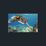 Hawaii Grönt Sea Turtle Canvastryck<br><div class="desc">En hawaiisk grönhavssköldpadda utreder hans reflektion i min kuppsport. © och ® Bigstock® - Med förbehåll för alla Höger.</div>