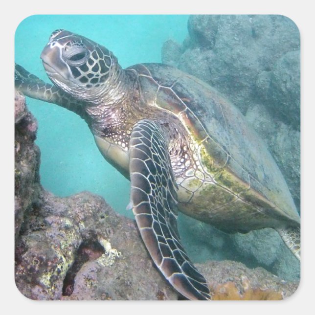 Hawaii Grönt Sea Turtle Fyrkantigt Klistermärke (Framsida)
