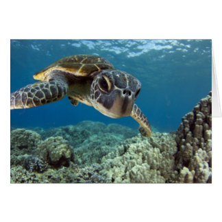 Hawaii Grönt Sea Turtle Hälsningskort