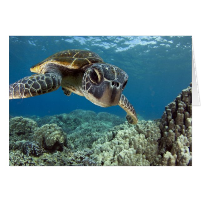 Hawaii Grönt Sea Turtle Hälsningskort (Framsidan Horizontal)