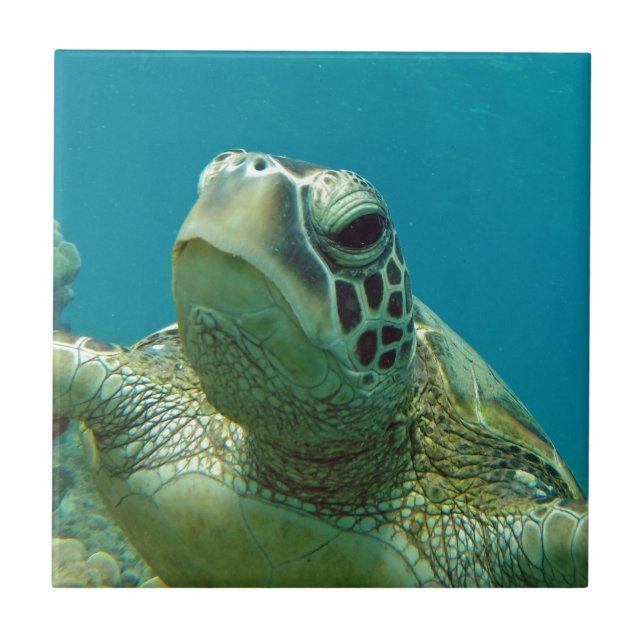 Hawaii Grönt Sea Turtle - Honu Kakelplatta (Framsidan)