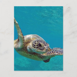 Hawaii Grönt Sea Turtle - Honu Vykort