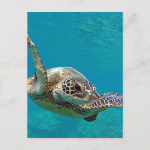 Hawaii Grönt Sea Turtle - Honu Vykort