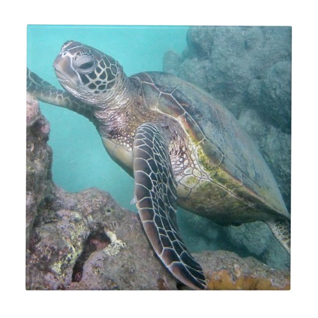 Hawaii Grönt Sea Turtle Kakelplatta (Framsidan)