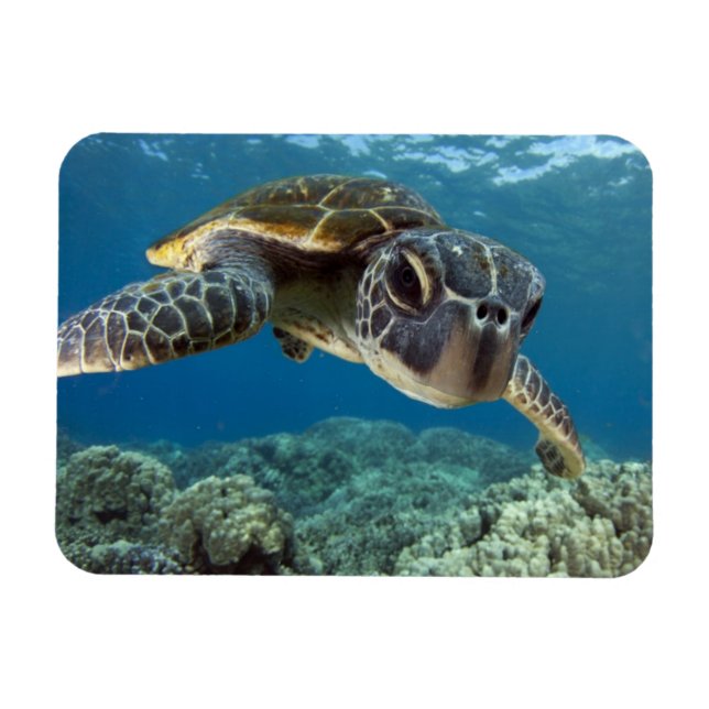 Hawaii Grönt Sea Turtle Magnet (Horisontell)