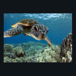 Hawaii Grönt Sea Turtle Poster<br><div class="desc">En hawaiisk grönhavssköldpadda utreder hans reflektion i min kuppsport. © och ® Bigstock® - Med förbehåll för alla Höger.</div>