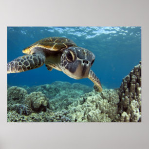 Hawaii Grönt Sea Turtle Poster