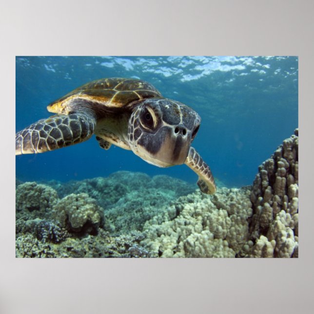 Hawaii Grönt Sea Turtle Poster (Framsidan)