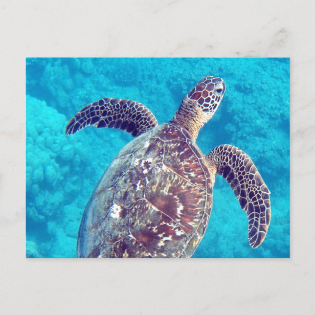 Hawaii Grönt Sea Turtle Vykort (Framsida)