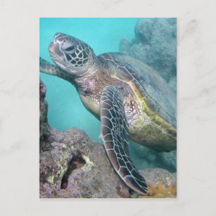 Hawaii Grönt Sea Turtle Vykort