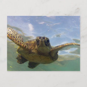 Hawaii Grönt Sea Turtle Vykort