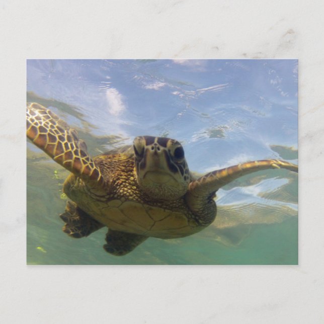 Hawaii Grönt Sea Turtle Vykort (Framsida)