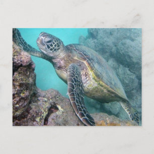 Hawaii Grönt Sea Turtle Vykort