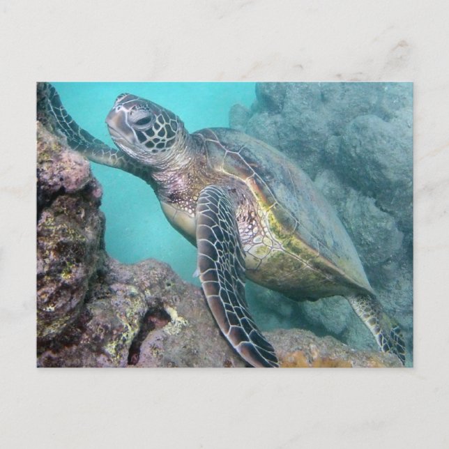 Hawaii Grönt Sea Turtle Vykort (Framsida)