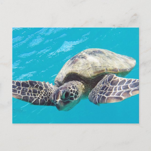 Hawaii Grönt Sea Turtle Vykort (Framsida)